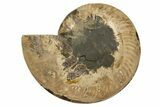 Cut & Polished, Agatized Ammonite Fossil - Madagascar #317505-3